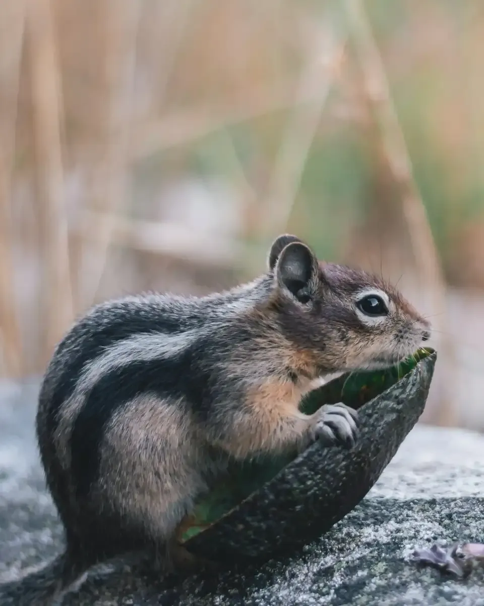 chipmonk