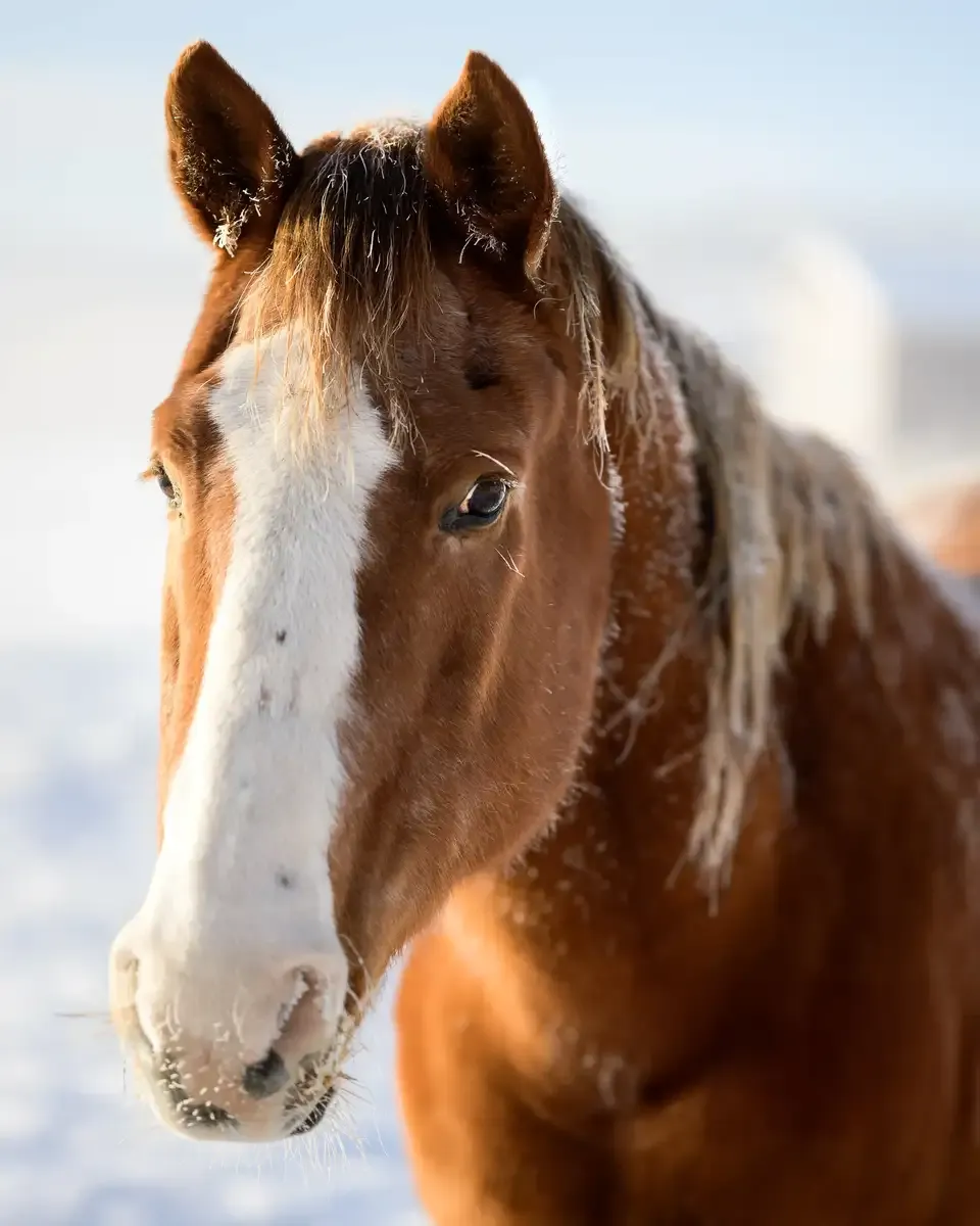 frosty horse
